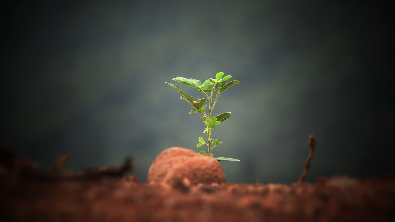 Partnering with Carbon Neutral