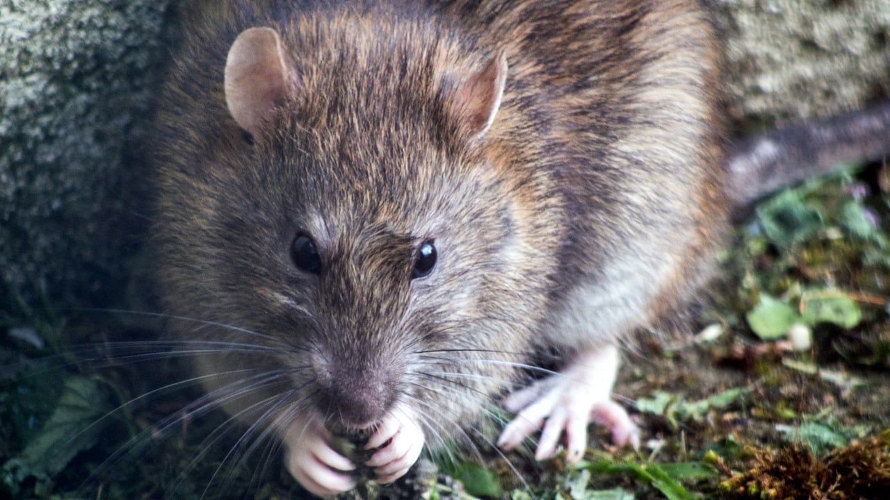 The Gondwana Link Conservation Project
